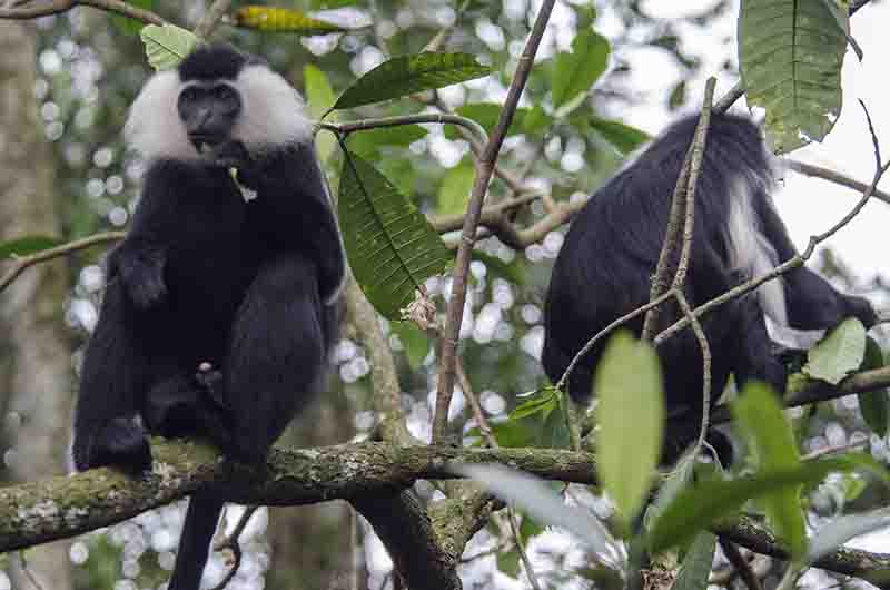 27 - Monos Colobo de Angola - parque nacional de Nyungwe - Ruanda